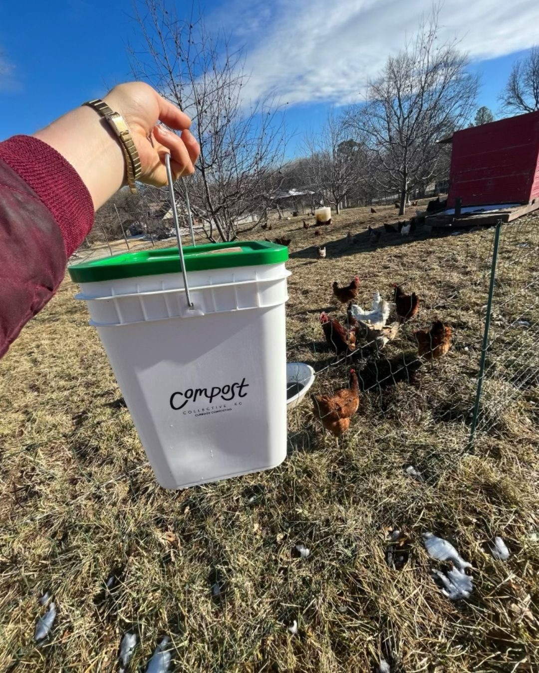 06.26_Compost Collective KC chickens.jpg