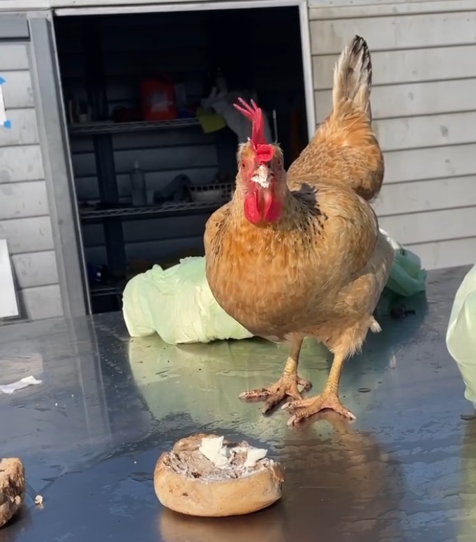 CH 04.26 Earth Matter chicken.jpg